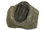 Detailed Hollardops Trilobite Fossil - Ofaten, Morocco #340239-1
